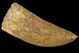 Carcharodontosaurus Tooth - Kem Kem Beds #88985-1